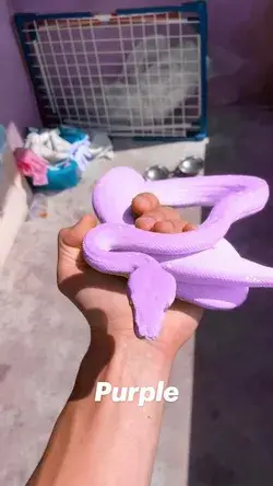 Purple Snake