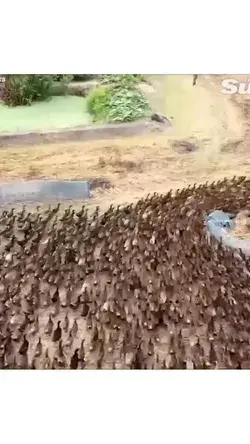Around 10,000 ducks are sent to eat insects in a rice paddy after harvest in Thailand...