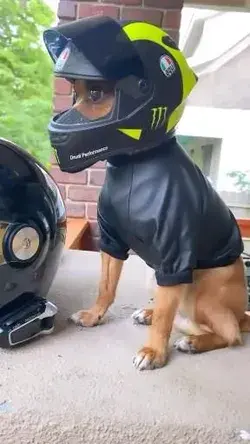 Dog Biker