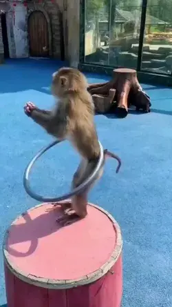 Monkey funny videos, Animals quotes