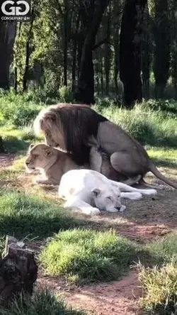 El Mundo Animal es muy Inteligente y Sabio 🦁