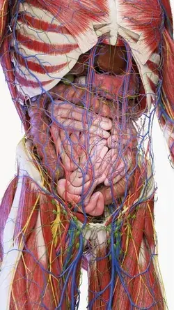 Medically accurate 3d model of the abdominal anatomy