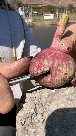 Hybrid Garlic 🧄