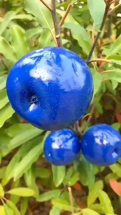name this fruit 😋 😲