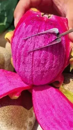 Dragon fruit cutting