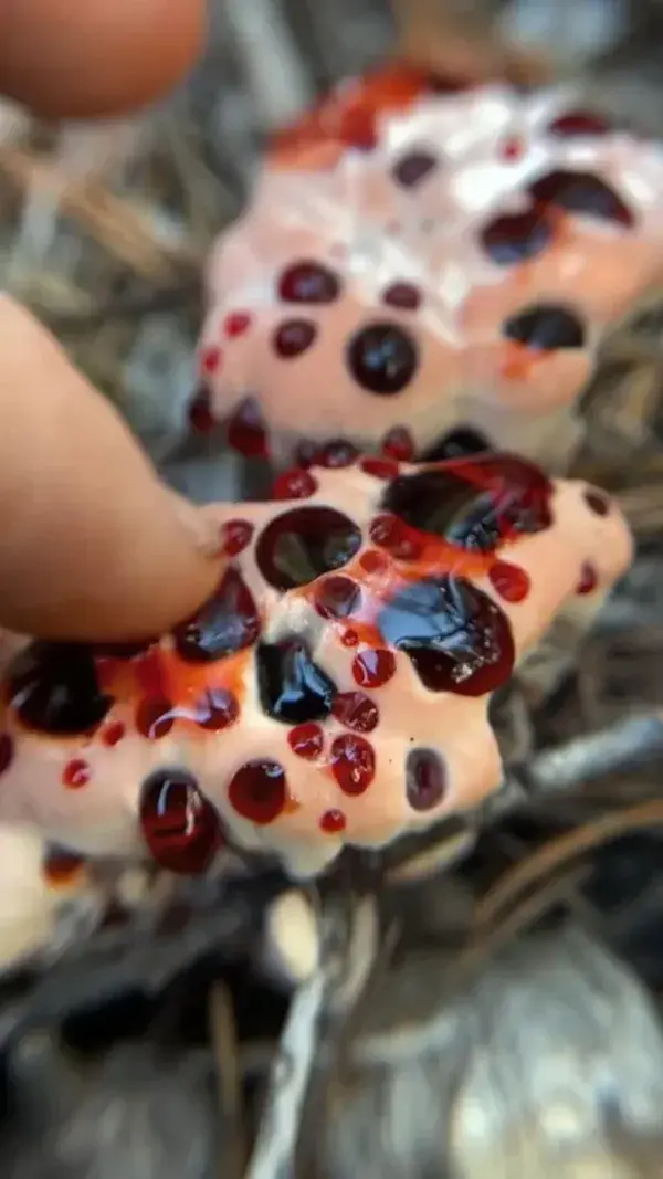 Taste Testing the Bleeding Tooth Fungus (Hydnellum peckii) for Science!