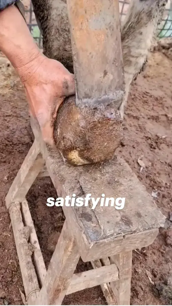 satisfying donkey nail cutting