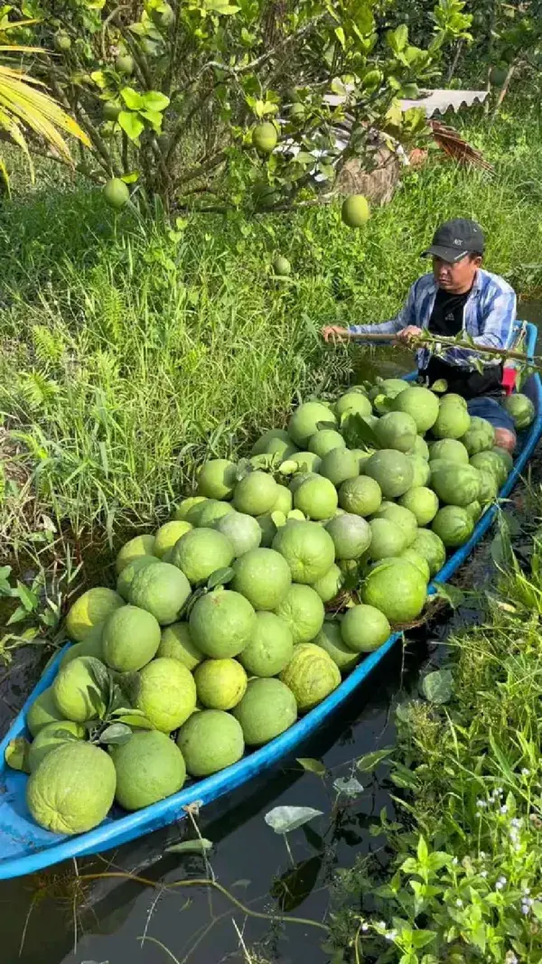 pomelo harvesting #satisfying