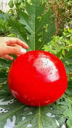 Red watermelon?