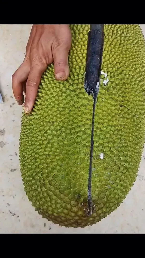 Jack fruit