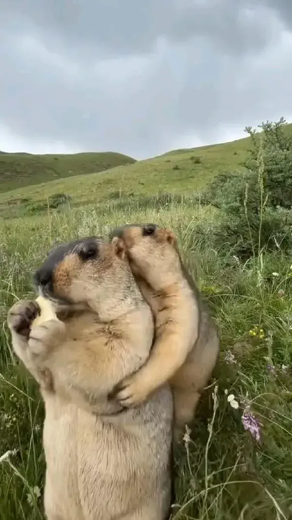 Cute and funny fight