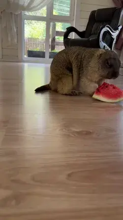 Watermelon Time