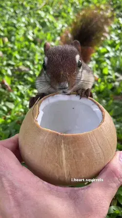 Cute Squirrel Coconut