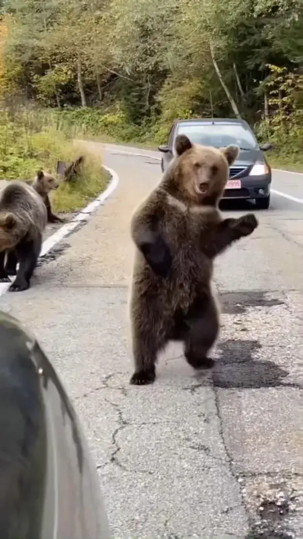 Beary funny traffic officer