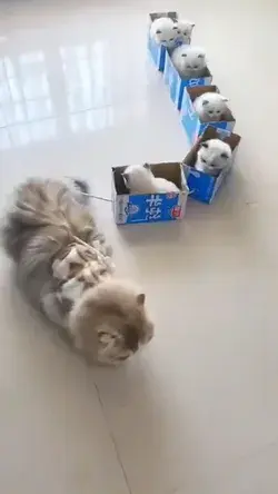 cat train