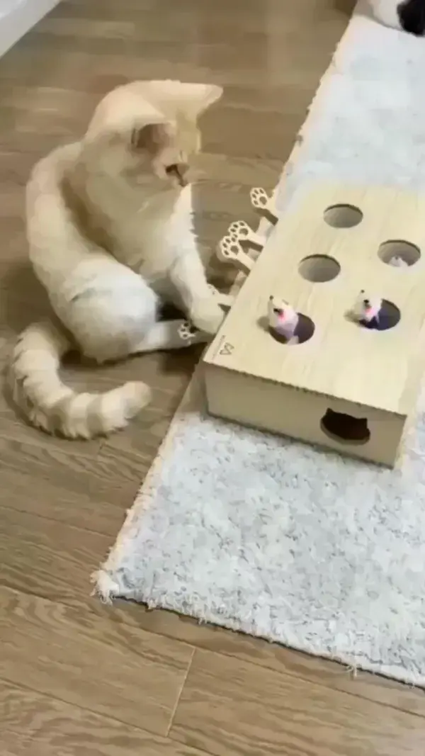 Cat & Play