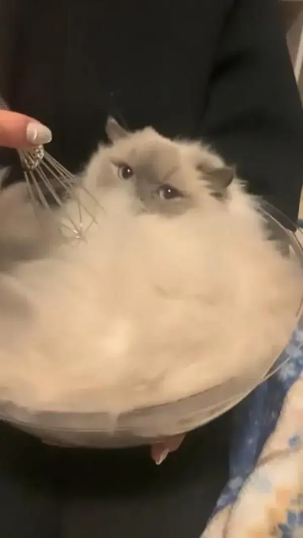 Cute cat / Kitten in dish 🐈