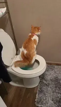 My cat used the toilet without any prior training.
