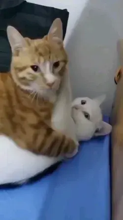 funny cat videos hilarious