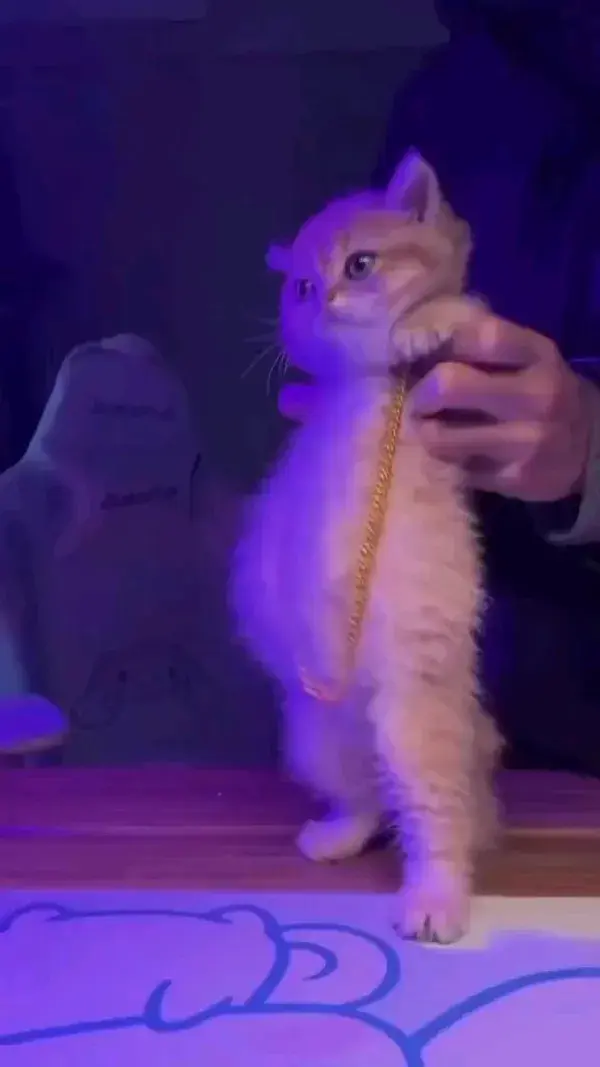 the best cat dancer