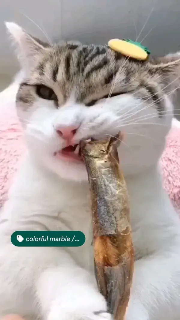 Funny cat vidéos 😻🥰😻