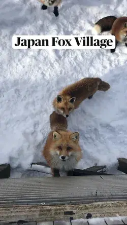 Japan Fox Village 🦊🇯🇵 A winter visit to Zao Dox Village, Shiroishi, Japan