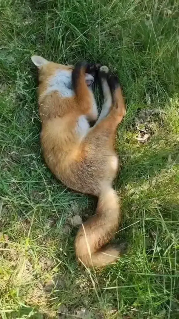 Red fox sleeping at jungle 🦊💖