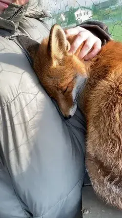 Funny fox