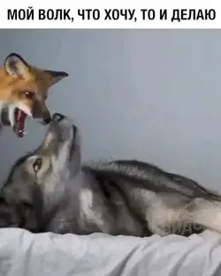 🦊🦊😘Follow @ecosenpai❗ because you want more👍🙌😍😅The best video about animals! funny animal