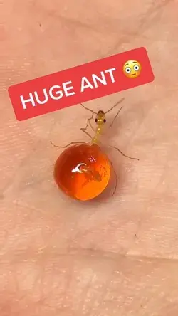 Ant ideas