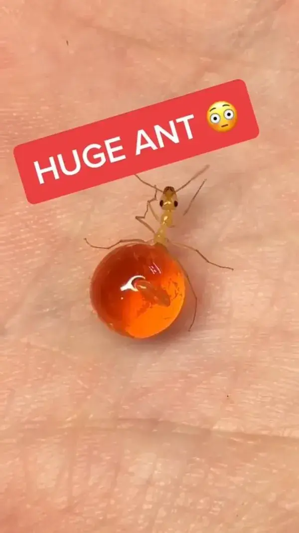 Ant ideas