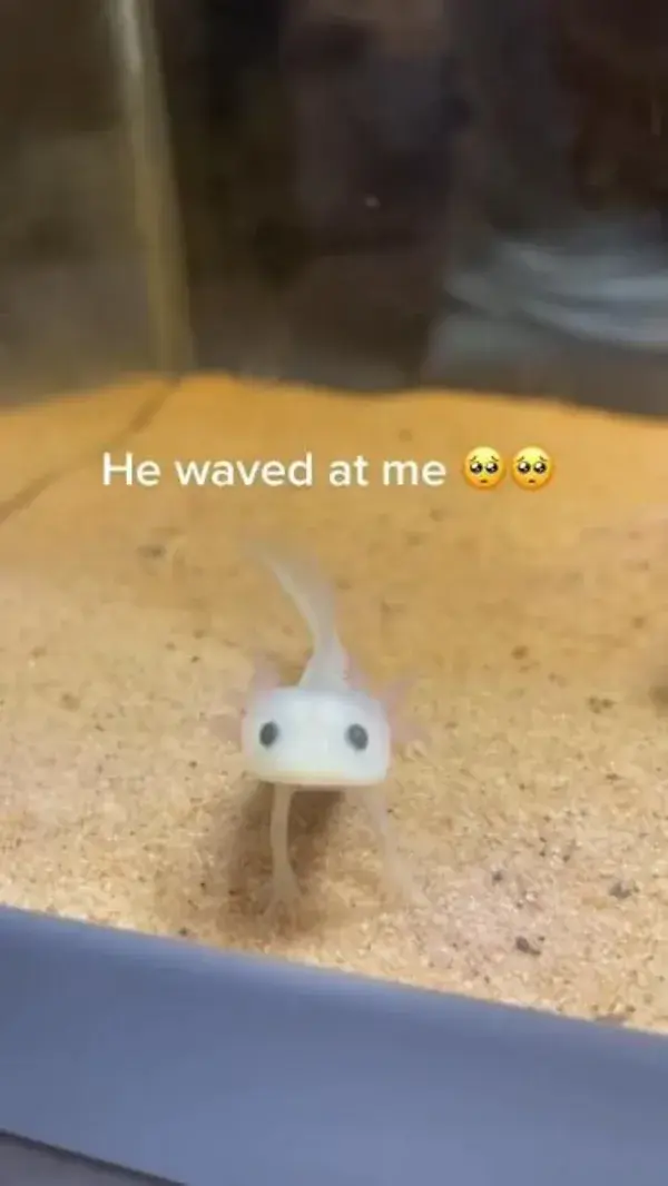 RARE CLIP OF AN AXOLOTL WAVING!!