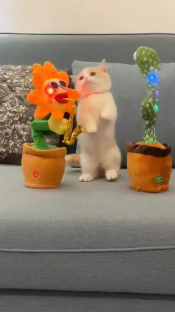 It’s a purr-ty! 🎉🥳 🎥 via rising.teching on IG