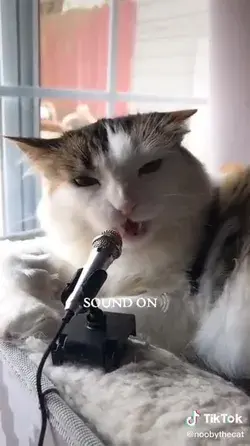 ASMR for cat lovers