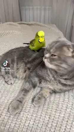 Cat &  Parakeet - Best Friends