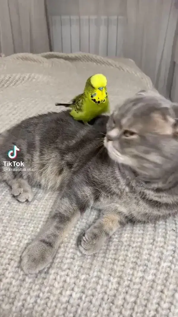 Cat &  Parakeet - Best Friends