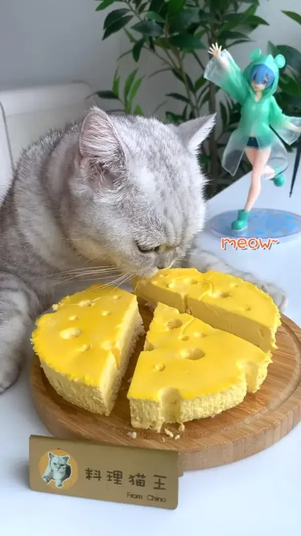 Chef Cat made a Jerry's cheesecake for himself