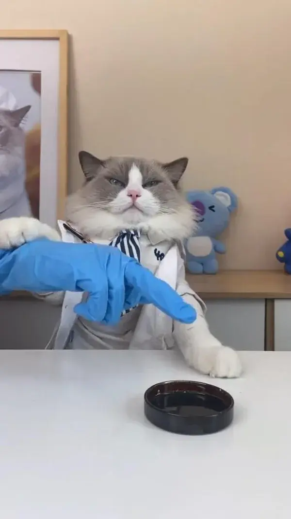 Puff is busy at his lab while you all are having a good time 🥼😂 #ThatLittlePuff #catsoftiktok