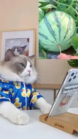 funny cat video for mind relax