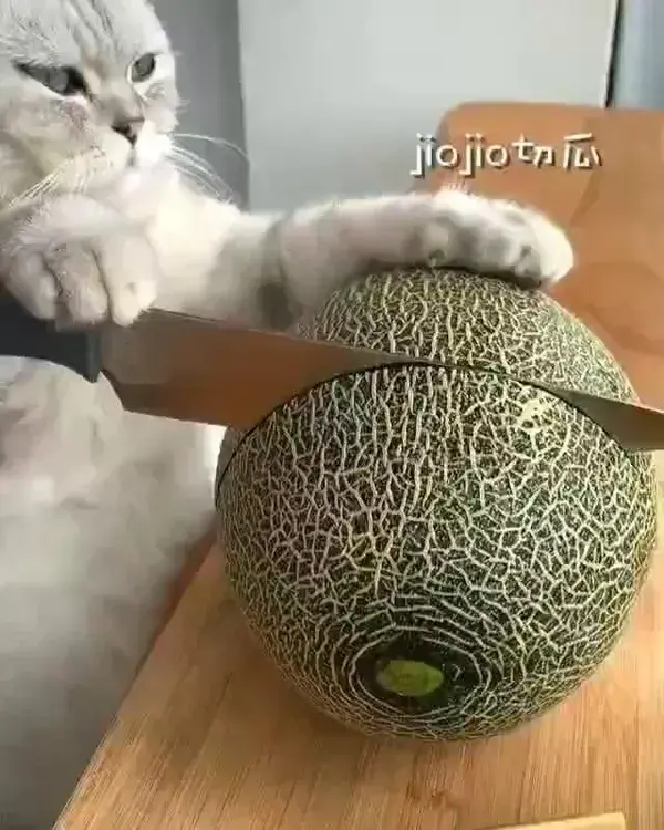 cute cat  having fun time