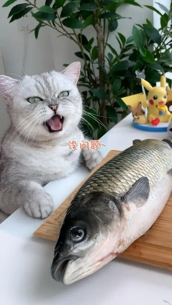 Do you like fish?