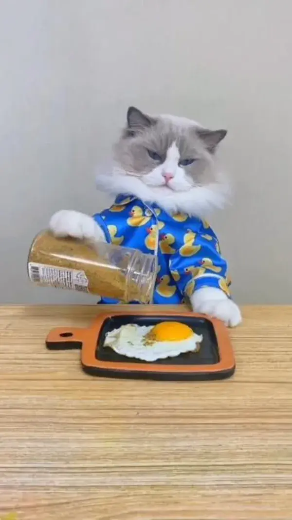 Funny Cat cooking food