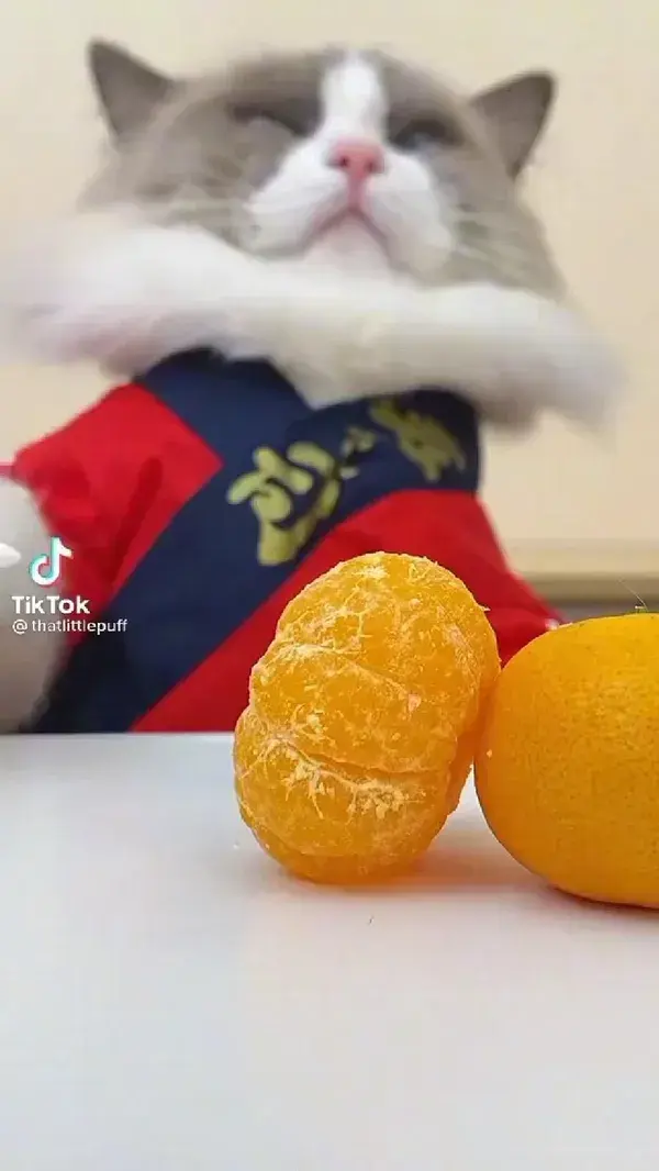 Chef cat