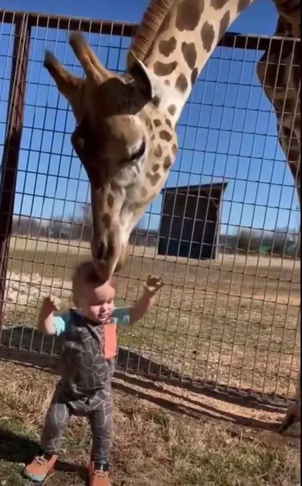 Giraffe caring!!