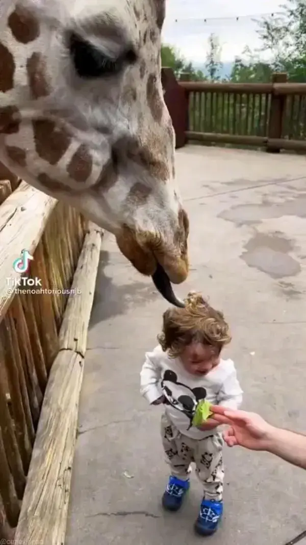 lovely giraffes