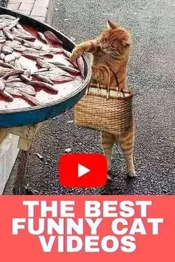 Best Funny Pet Videos Of The Month Dogs 🐶 And Cats 😹 Doing Cute Things