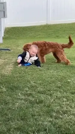 How kind dogs are to children, and the friendship started from now