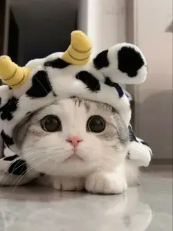 Cow.