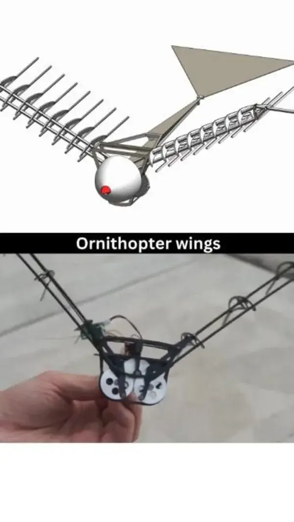 Ornithopter Wings