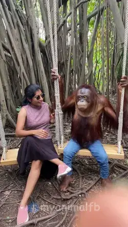 Human With Orangutan